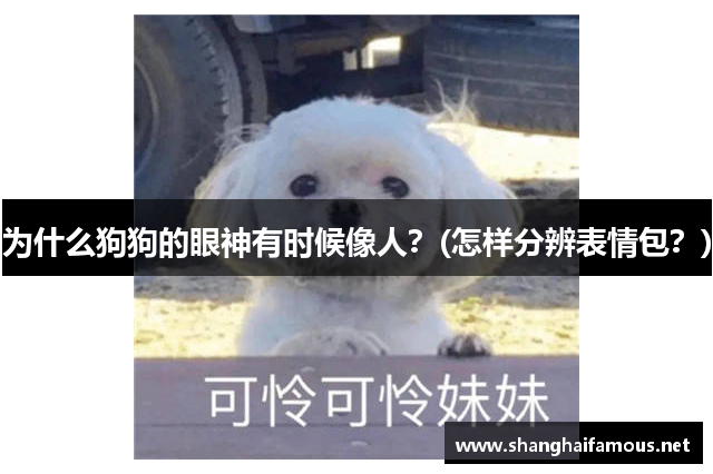 为什么狗狗的眼神有时候像人？(怎样分辨表情包？)